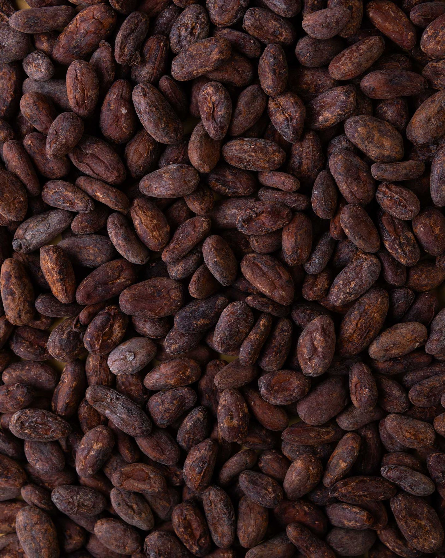 Kakaobohnen Roh